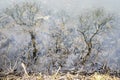 Reflections of bare trees in a lake with clear water Royalty Free Stock Photo