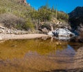 Reflections of Bear Canyon in Sabino Creek