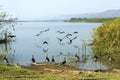 The reflections of the birds on the lake.