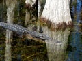 Reflections blended Alligators and Cypress camouflaged