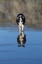 Reflections of a border collie