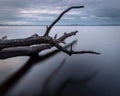 Reflections of branches of a fallen tree on Myall Lake in Australia Royalty Free Stock Photo