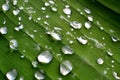 Drops of water on a leaf