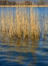 Reflections of cane thicket on lake Alserio (North Italy) Royalty Free Stock Photo