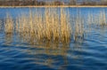 Reflections of cane thicket on lake Alserio (North Italy)