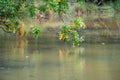 Reflections of Change: Oak over the River