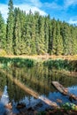 Reflections on the coniferous forest and blue sky with white clouds in a clear mountain lake water Royalty Free Stock Photo