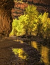 Reflections of Cottonwoods