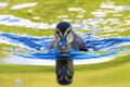 reflections of cute mallard duckling