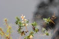 reflections of different leaves, grass, sand in the dark water of the swamp