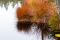 reflections of different leaves, grass, sand in the dark water of the swamp