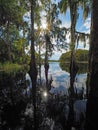 Reflections on Fisheating Creek, Florida.