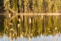 Reflections in a forest lake in early spring Royalty Free Stock Photo