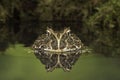 Reflections of a large frog in water