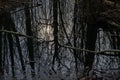 reflections of low winter sun and bare trees in a swamp in a bare winter forest