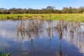 Reflections in a marsh near Redditch, UK Royalty Free Stock Photo