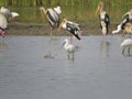Reflections of Nature: Spoonbill in Foreground, Painted Stork Group in Background Royalty Free Stock Photo