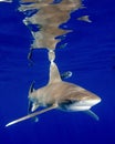 The Reflections of an Oceanic White Tip Shark in the Bahamas