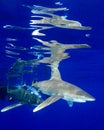 Reflections of a Pair of Sharks at Cat Island in the Bahamas Royalty Free Stock Photo