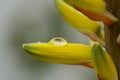 Reflections in a perfect drop of rain on the yellow petal of aloe vera Royalty Free Stock Photo