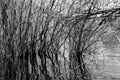 Reflections of plants and trees growing in water on nature reserve