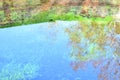 Reflections of plants and trees in the water of a pond