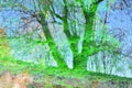 Reflections of plants and trees in the water of a pond