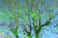 Reflections of plants and trees in the water of a pond