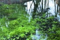 Reflections of plants and trees in the water of a pond