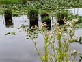 Reflections on a pond covered with water lilies Royalty Free Stock Photo