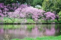 Reflections of redbuds in Lake Marmo at Morton Arboretum in Lisle, Illinois.