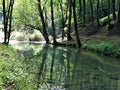 Reflections in a river backwater