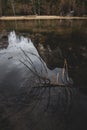 Reflections of Rocks and Dear Tree Branches in Mirror Lake in Yosemite National Park, California Royalty Free Stock Photo