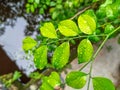 Reflections of Serenity: Raindrops Creating Mesmerizing Ripples in the Pond's Mirror-like Surface