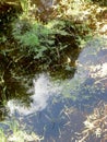 Reflections of sky and clouds in the overgrown pond on a Sunny day