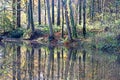 Reflections in Stover country park, Devon Royalty Free Stock Photo