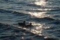 Pair of mallards swimming in the calm lake of winter. Royalty Free Stock Photo