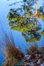 Reflections on a sunny autumn day at Douster pond in West Sussex Royalty Free Stock Photo