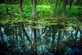 Reflections in the swamp Royalty Free Stock Photo