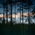Reflections of tall, slender trees on water create an abstract image. The surface shows ripples, Royalty Free Stock Photo