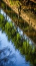 Reflections of tall trees create an Royalty Free Stock Photo