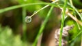 Reflections in the Tiny Drop of Dew Clinging to the Blades of Grass Royalty Free Stock Photo