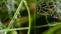 Reflections in the Tiny Drops of Dew Clinging to the Blades of Grass Royalty Free Stock Photo