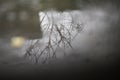 Reflections from tree branche in puddles of rainwater Royalty Free Stock Photo