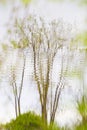 Reflections of Trees in the Lake Royalty Free Stock Photo