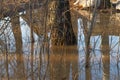 Reflections from trees in a large puddle in early spring Royalty Free Stock Photo