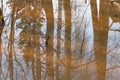 Reflections from trees in a large puddle in early spring Royalty Free Stock Photo