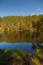 Reflections of trees in a pond in a forest..