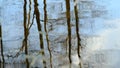 Reflections of trees trunks and branches with clear blue sky in the lake water with waves pulsation and ripple on the wind