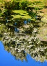 Reflections of weed, grass, and flowers on a dew pond Royalty Free Stock Photo